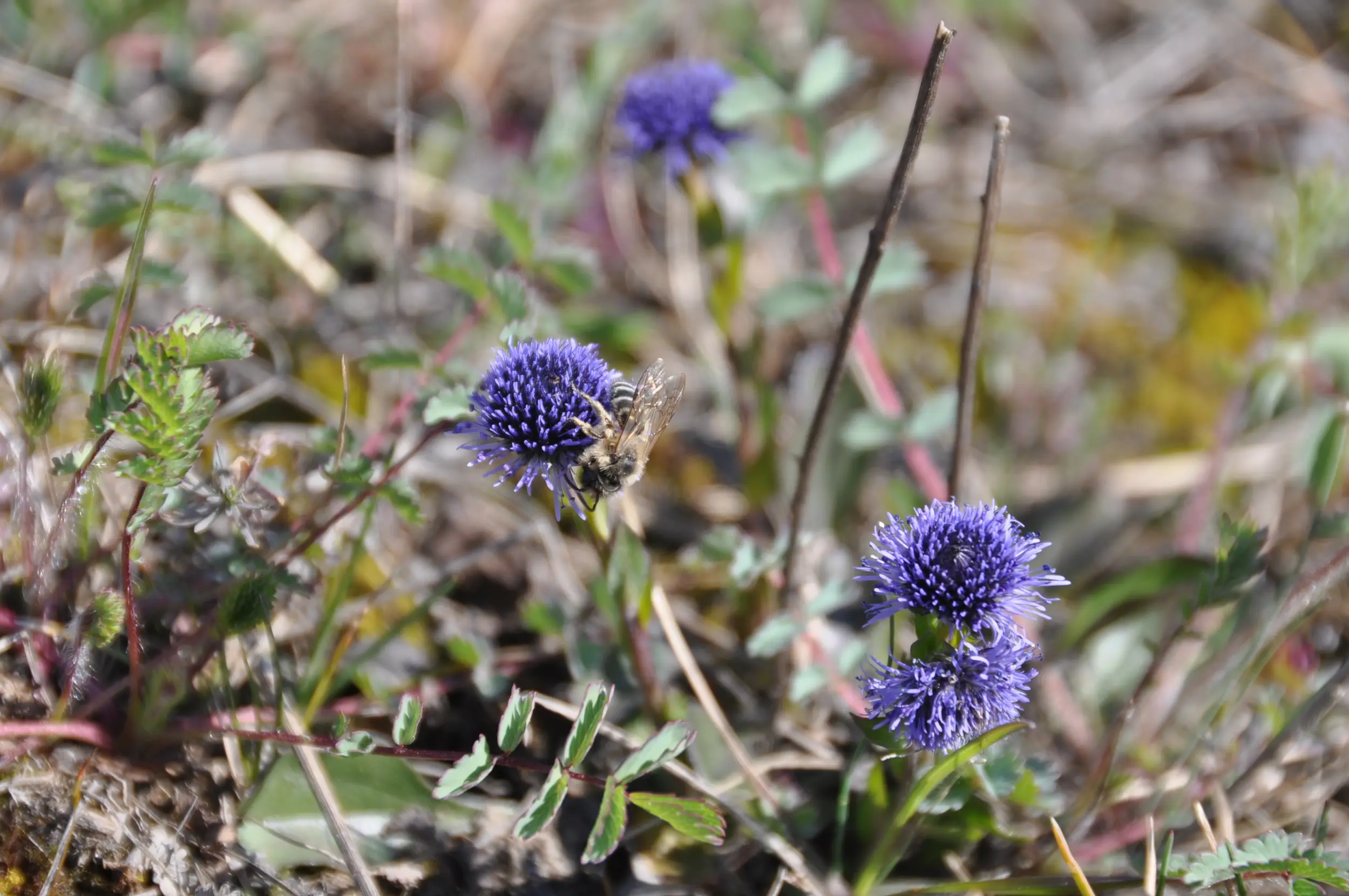 Blumenwiese