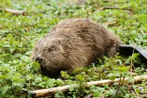 Biber auf Wiese