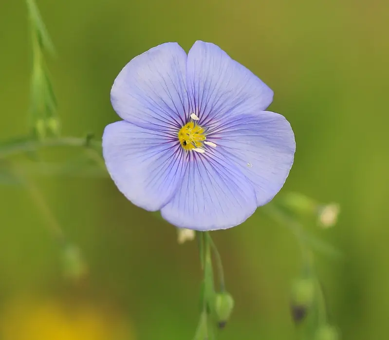 Österreichischer Lein