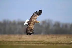 Seeadler im Flug