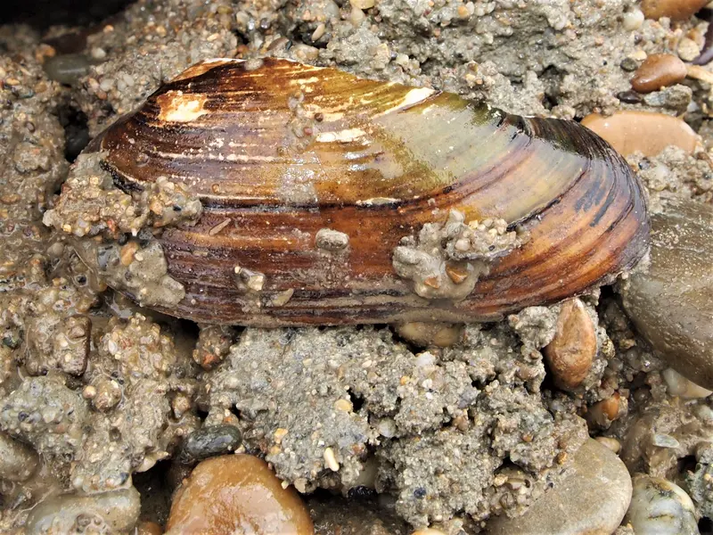 Flussmuschel im Sediment