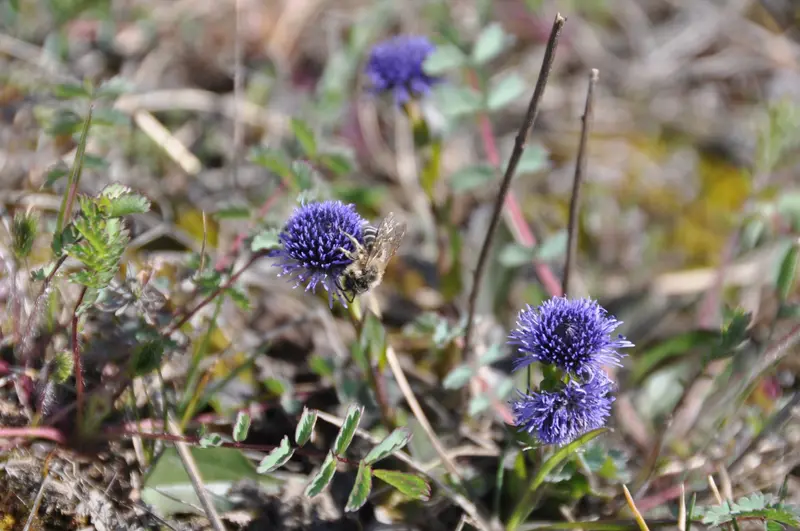 Wildbiene auf Berg-Sandglöckchen