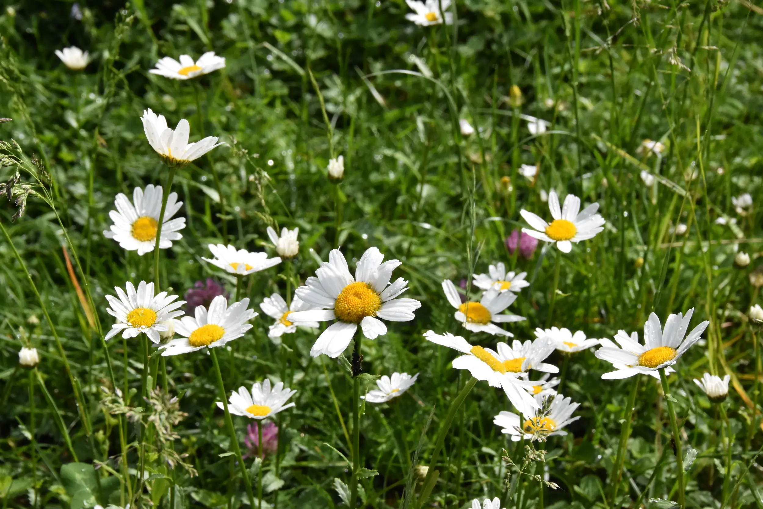 Blumenwiese