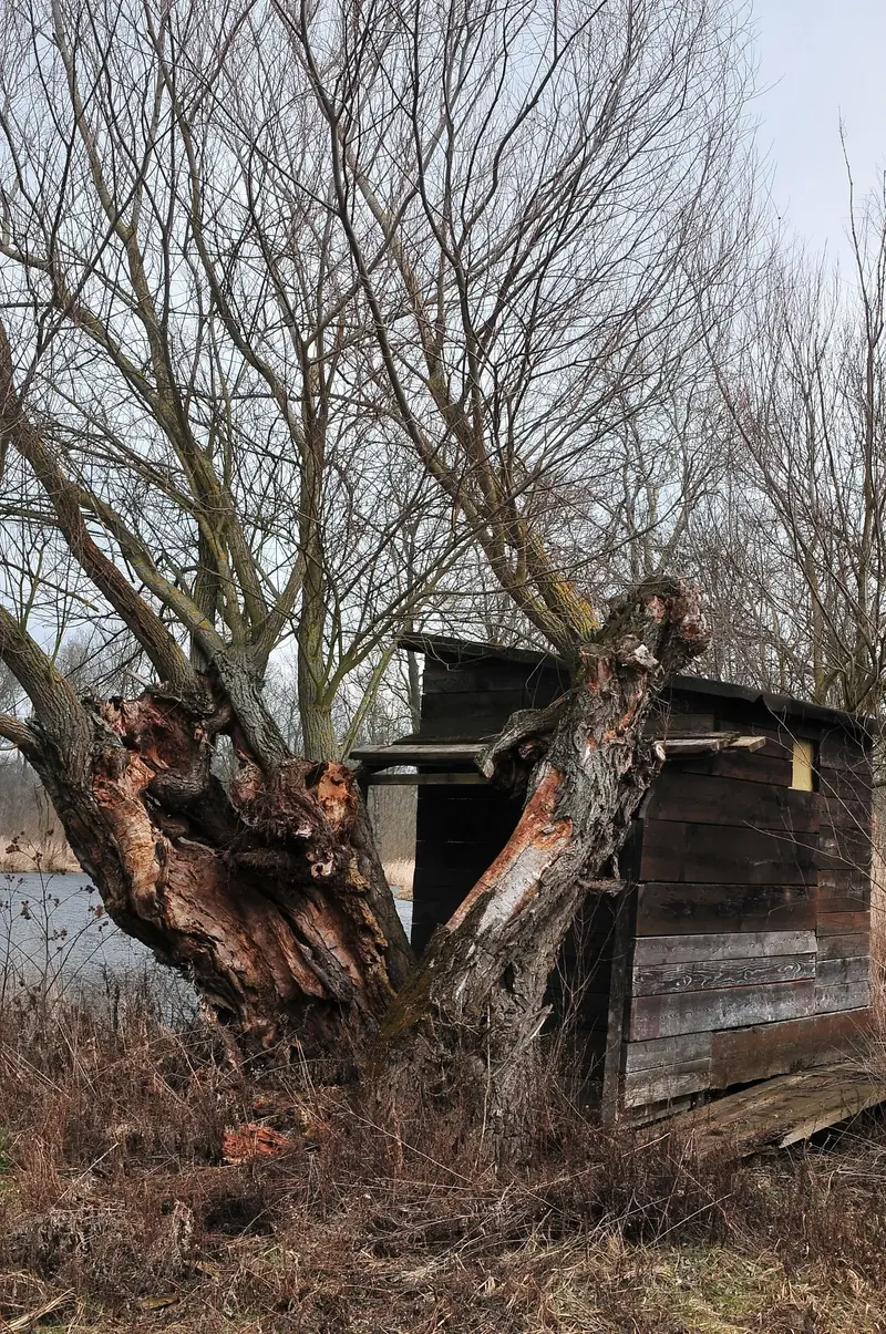 Alte nicht gepflegte Kopfweide