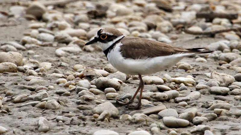 Flussregenpfeifer am Naturufer