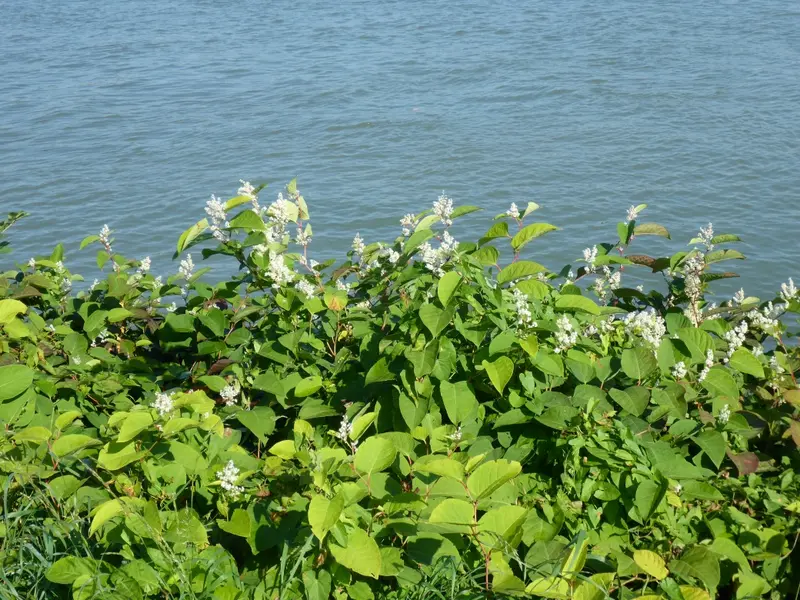 Japanischer Staudenknöterich am Donauufer