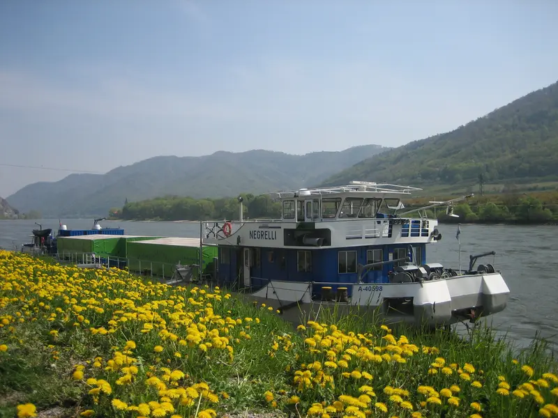 MS Negrelli, im Vordergrund Blumenwiese