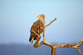 Seeadler auf Ast sitzend