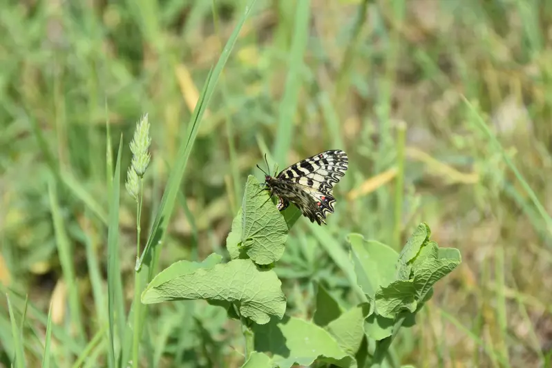 Schmetterling Großaufnahme