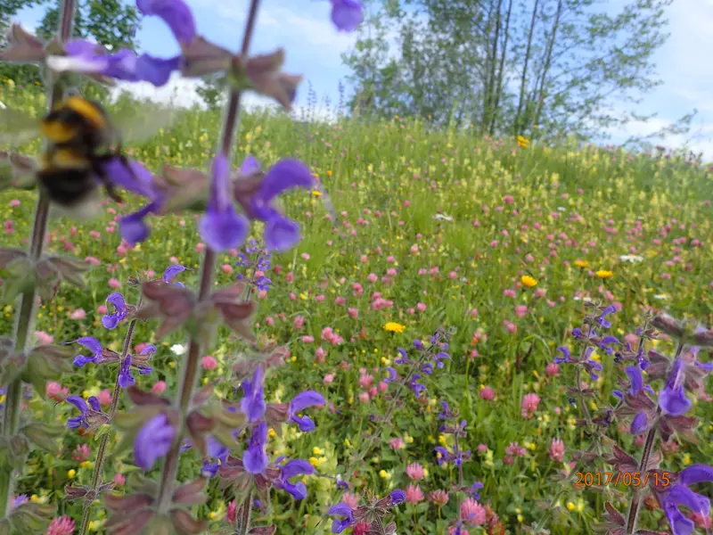 Blumenwiese 