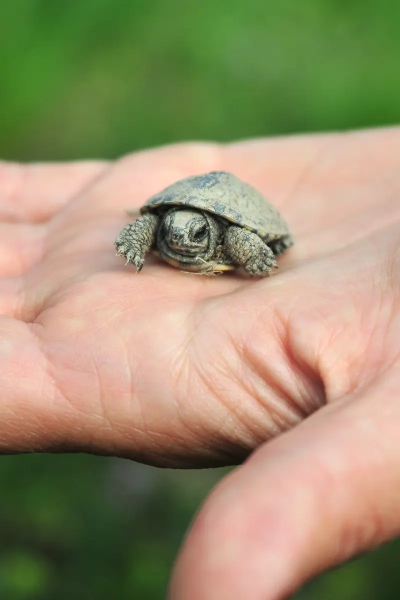 Nahaufnahme - Sumpfschildkrötenjunges auf einer Handoberfläche