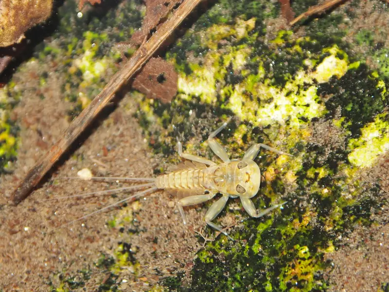 Heptageniidae