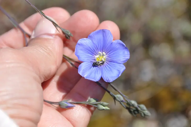 Blume in Hand Großaufnahme