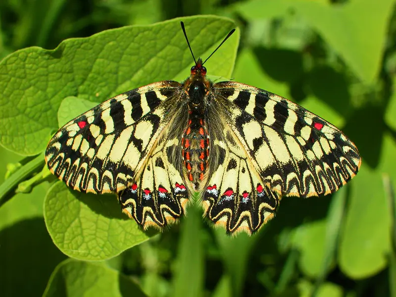 Osterluzeifalter auf Blatt