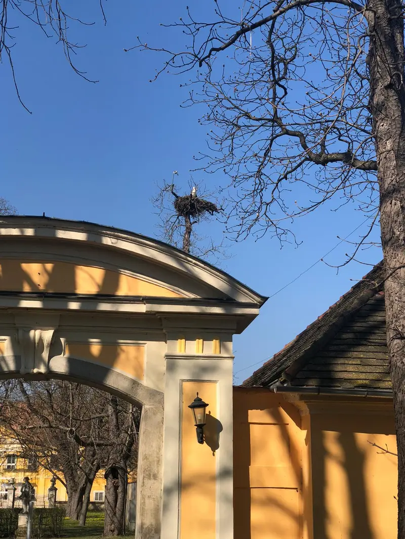 Storch in Horst auf dem Dach der Schlossanlage Marchegg