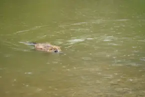 Biber beim Schwimmen