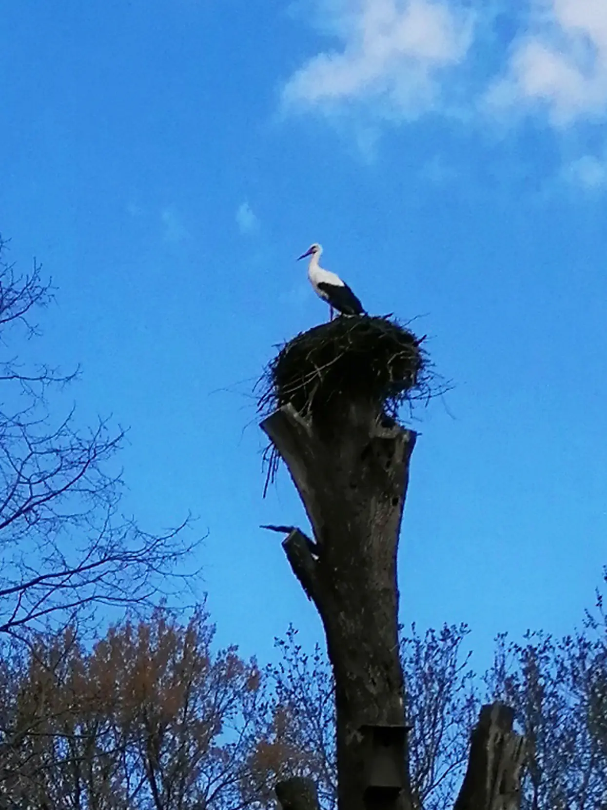 Storch auf Baumstamm