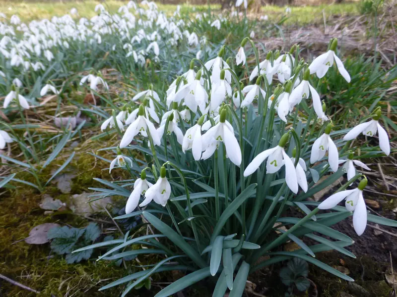 Schneeglöckchen