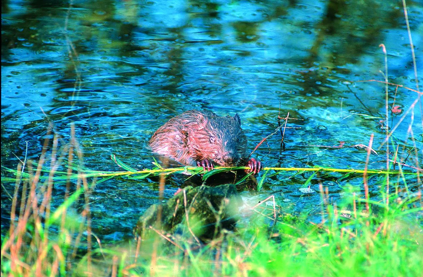 Biber im Wasser mit Holzscheit