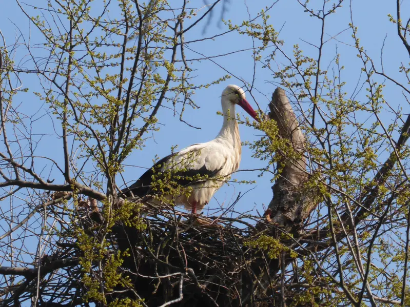 Storch im Horst