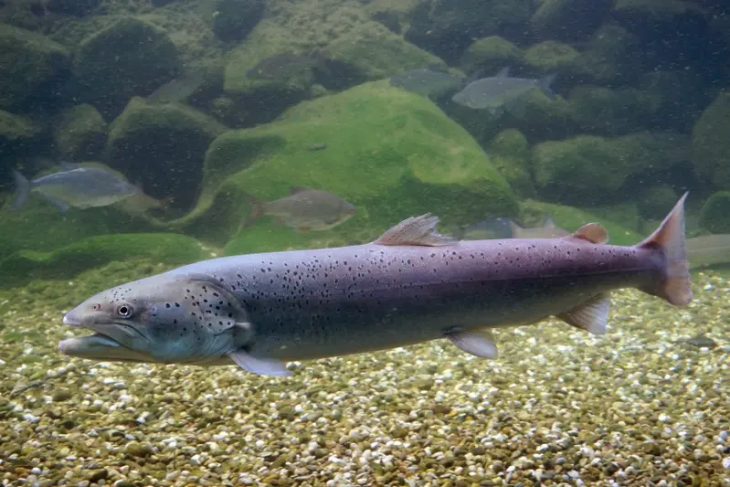 Huchen im Wasser