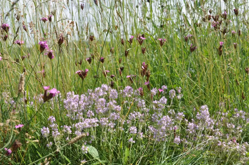 Thymian auf Blumenwiese